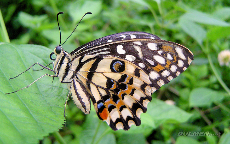 Lime Butterfly (Papilio demoleus)
